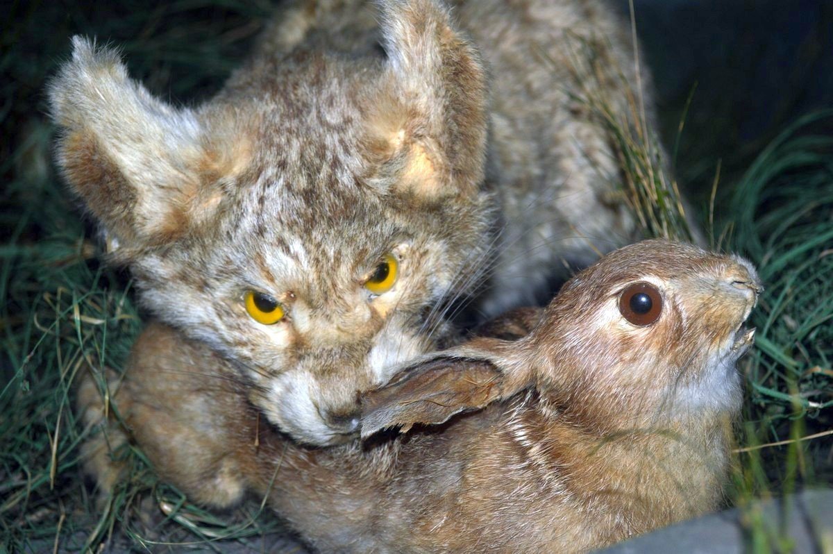 И снова зайцы