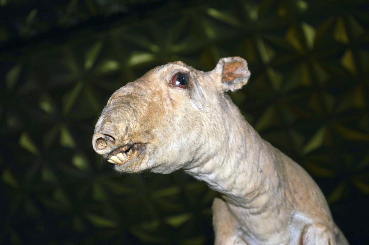 Это что за Покемон?