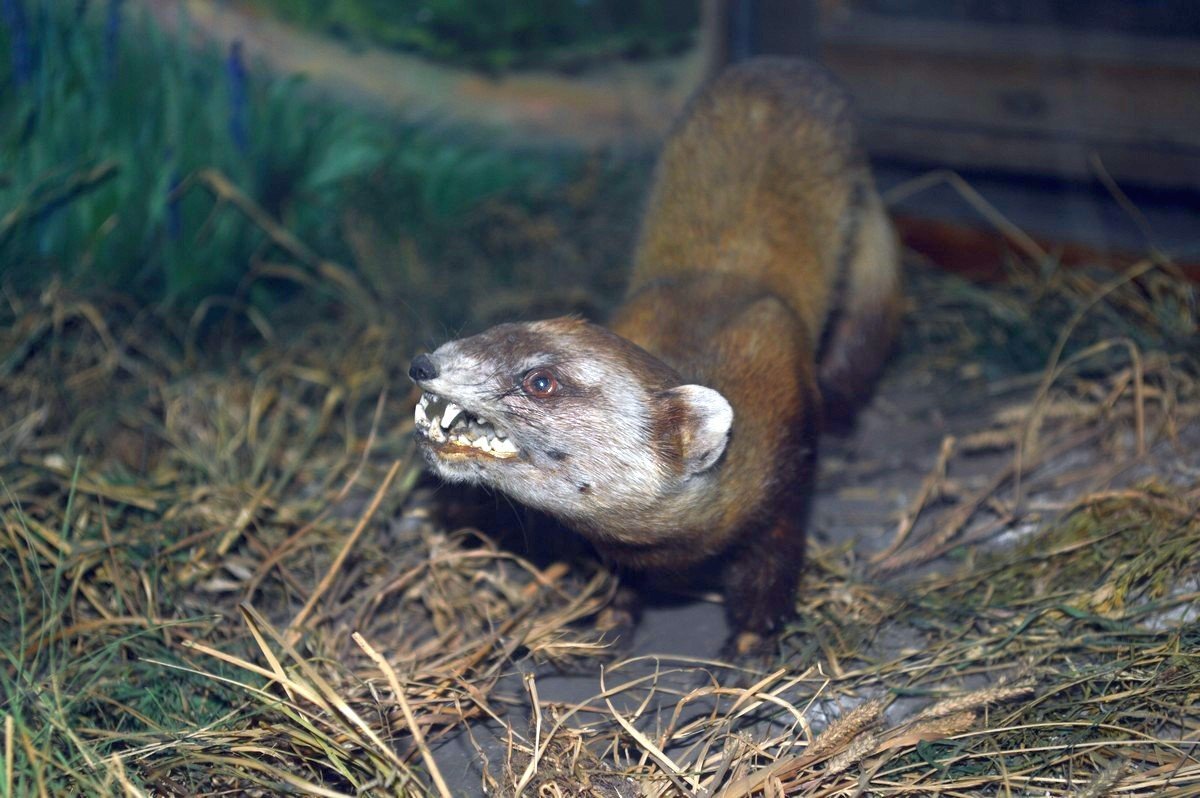 Ты против переименования? Сепар!