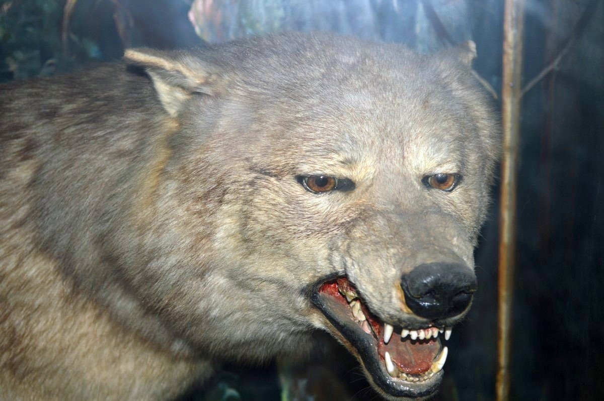 Голосование опять перенесли