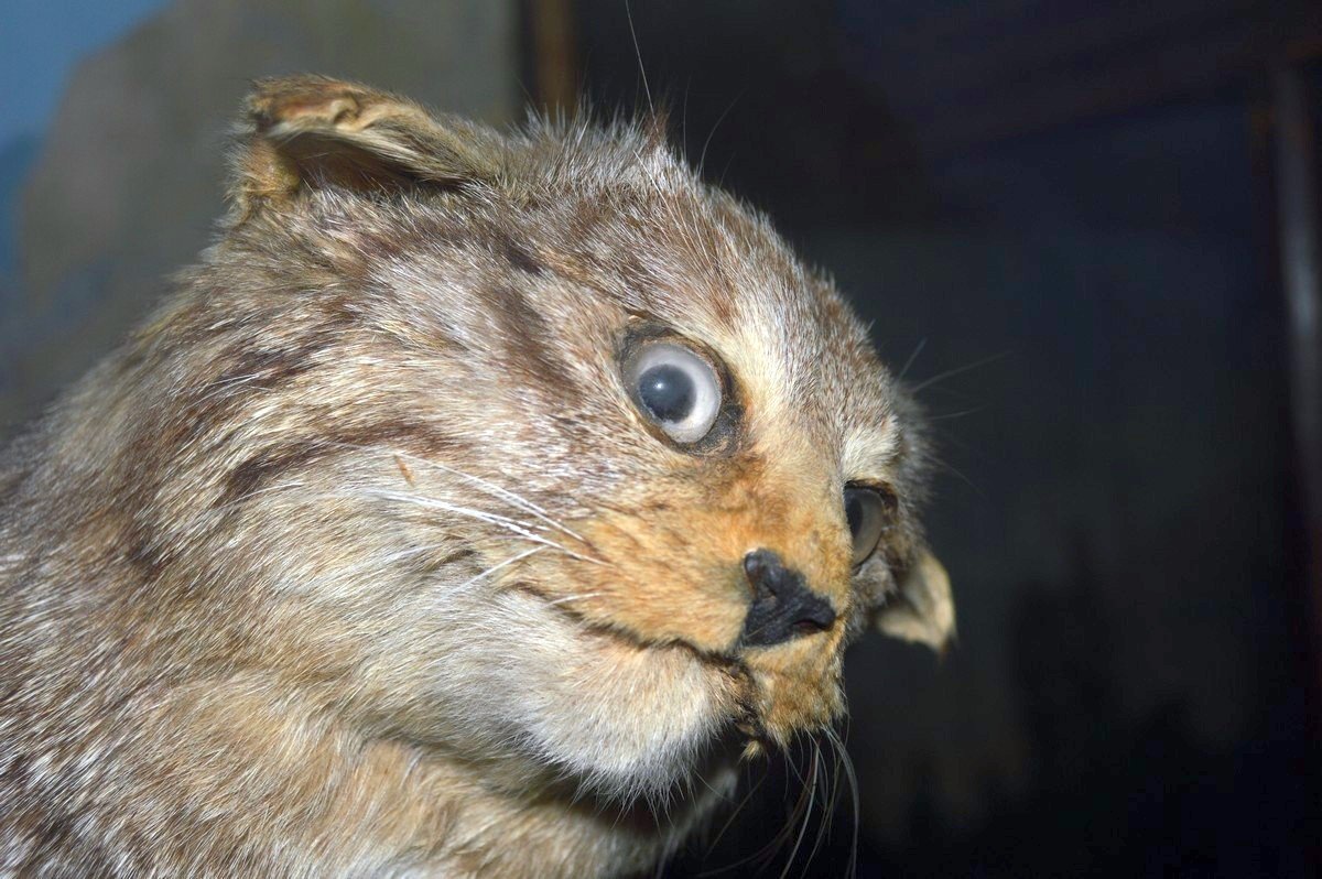 А не таксидермист ли ты часом?