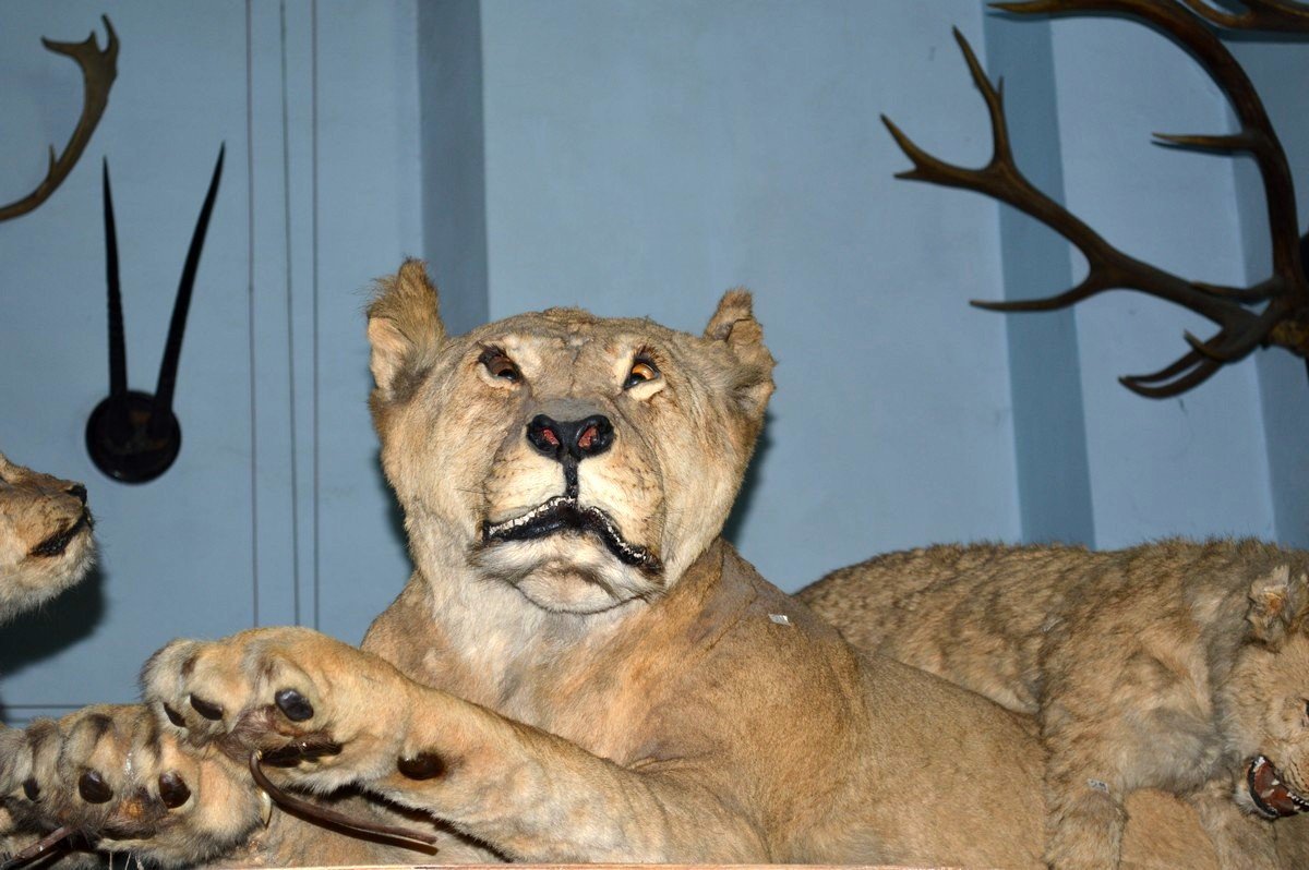 Когда был не готов к тому, что в тебя напихают вату