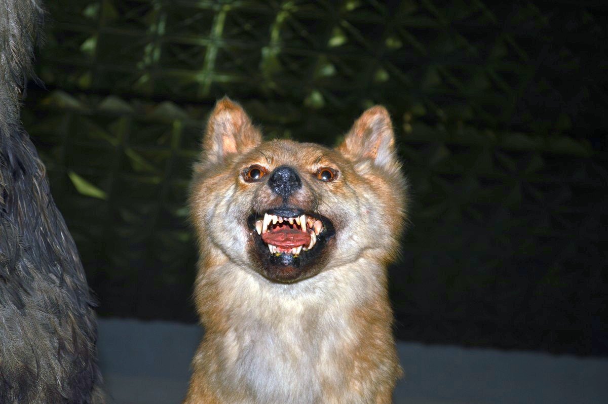 Зрада, ганьба, злочинна панда, карманные активисты, псевдопатриоты, продажные СМИ...