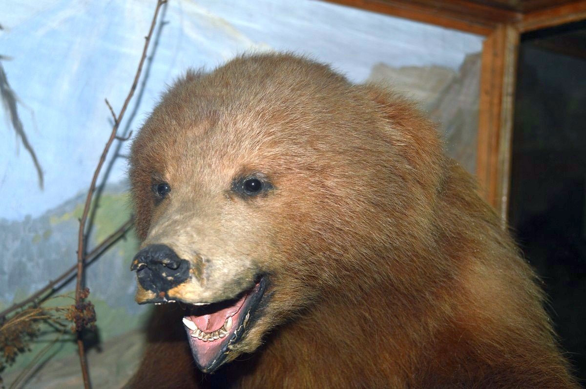 Братан, где мои уши?