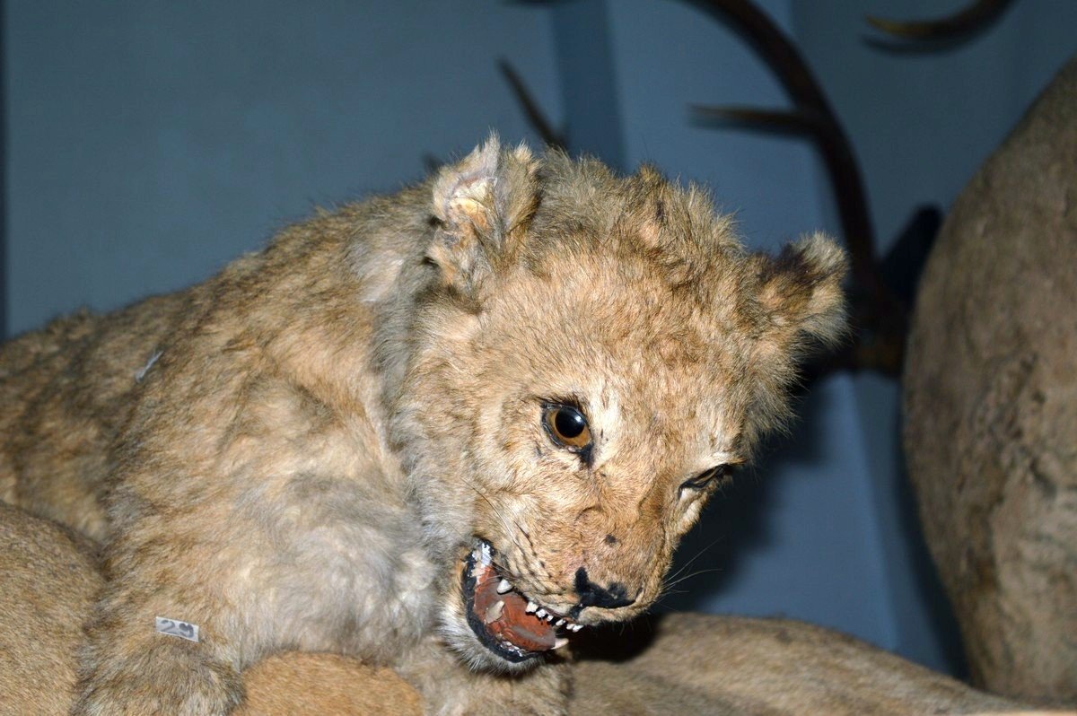 Ща буит кусь