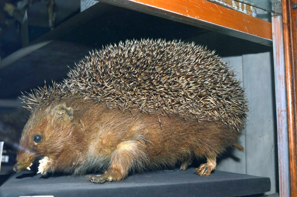 Сичеславська ТААААК!