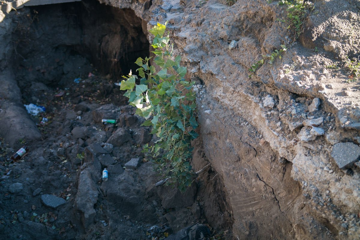 В глубине ям уже начала расти зелень