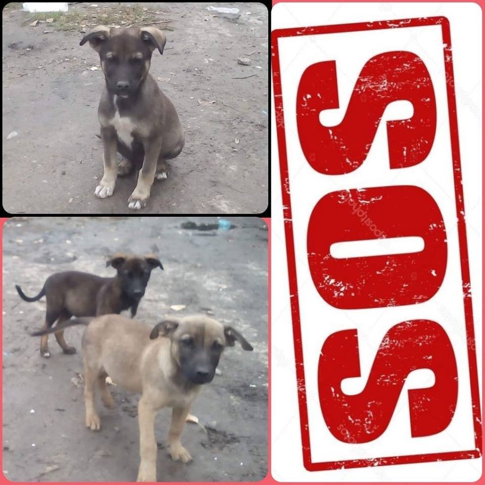 Маленькие щенята