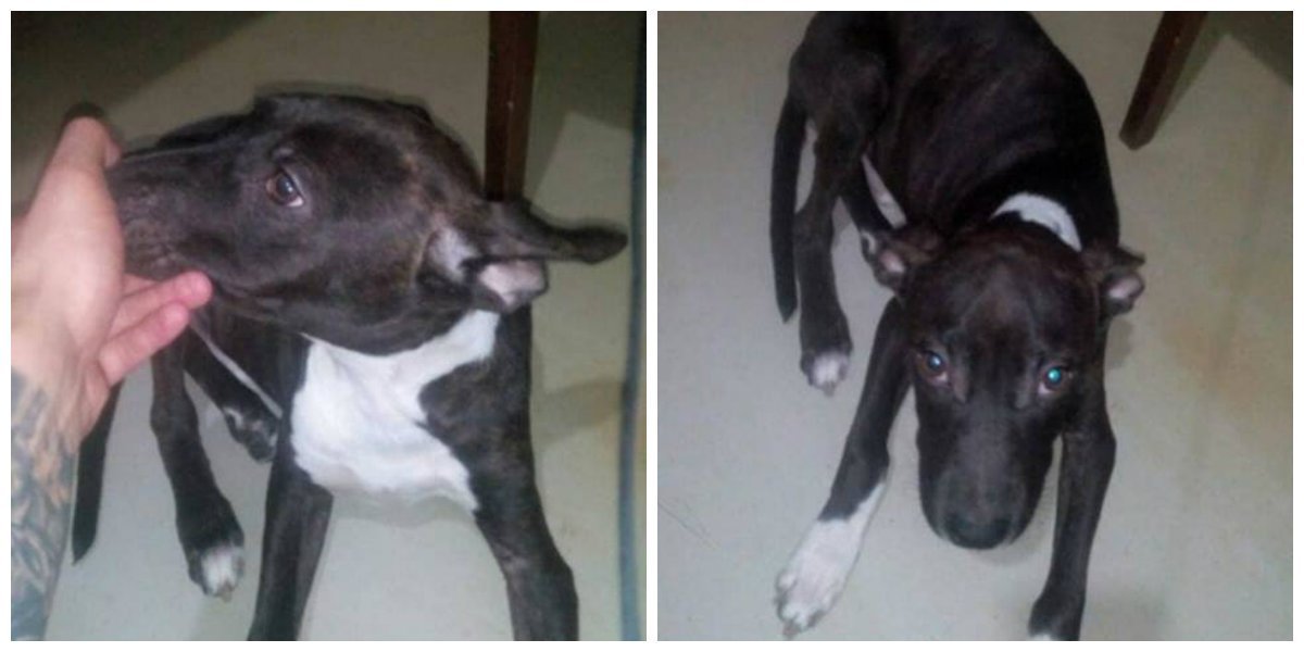 Очаровательный Буч