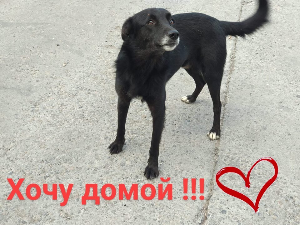 Верный друг