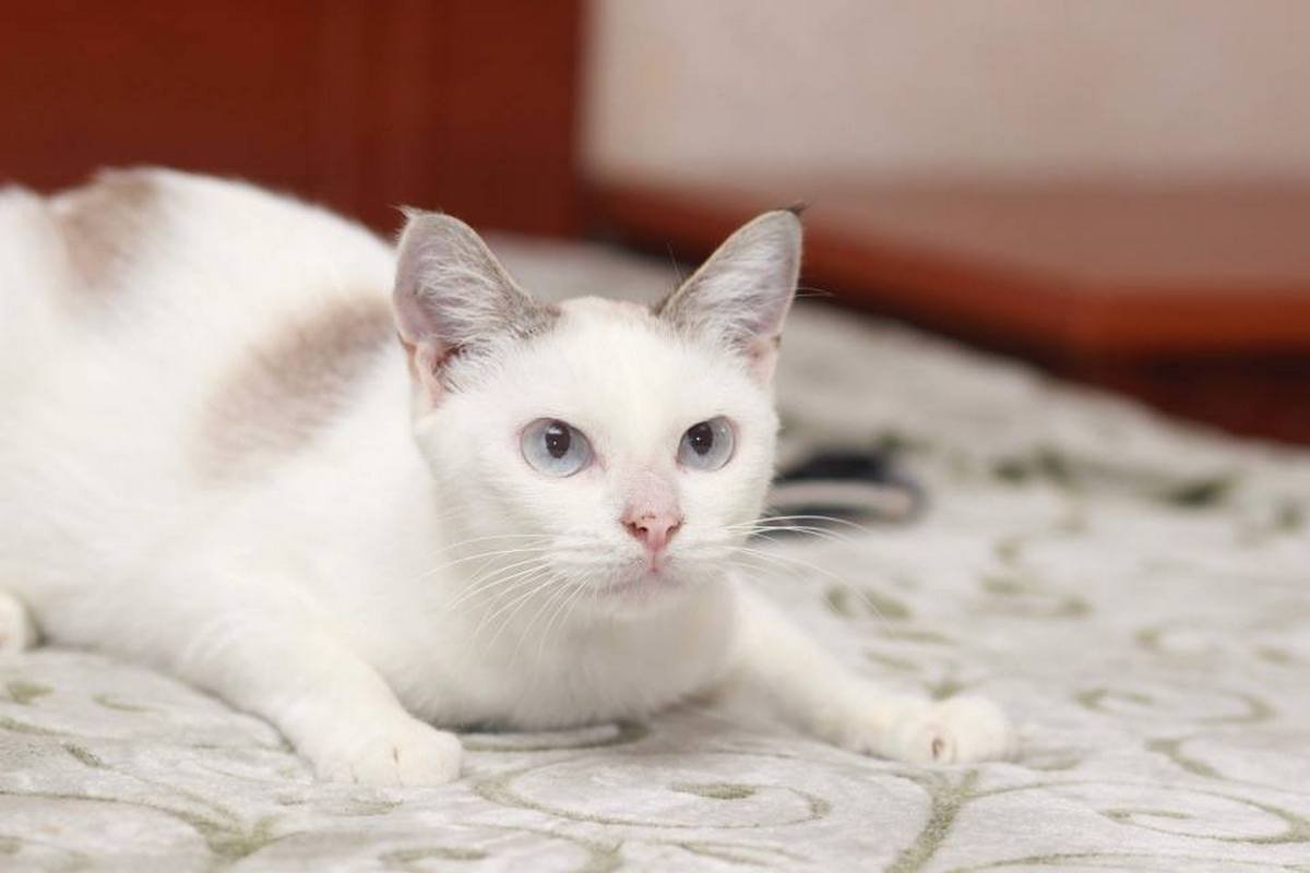 Малышка Абби