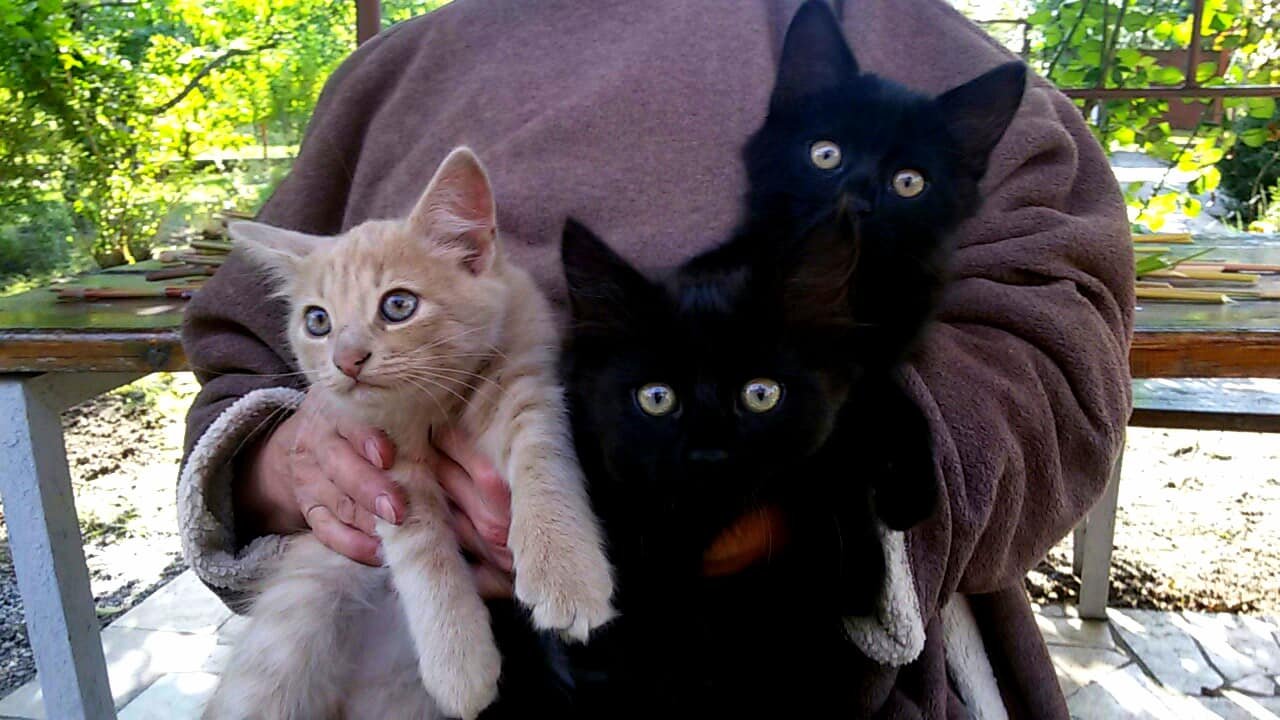 Тройня котят