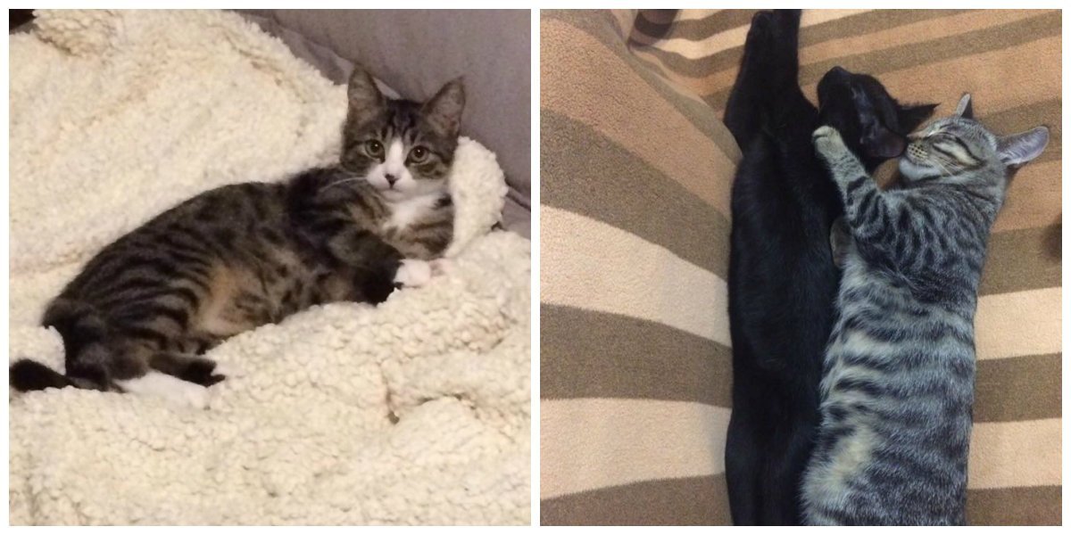 Милашки-тройняшки