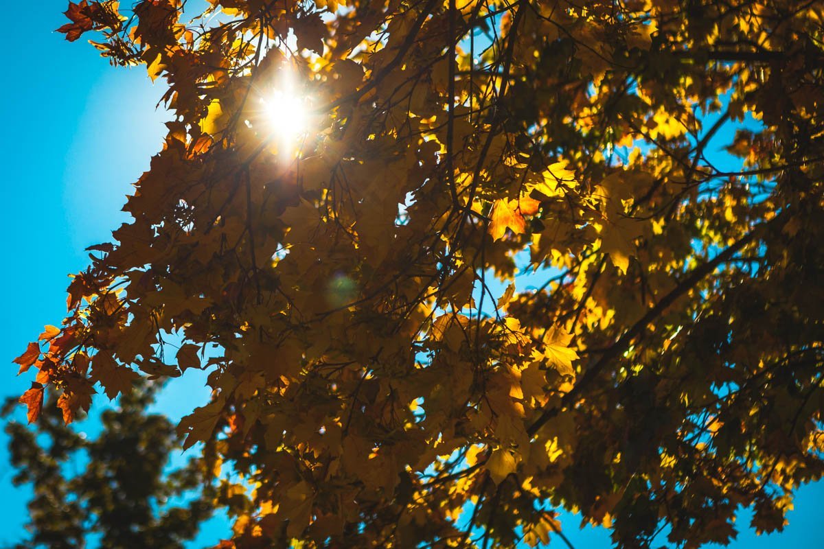 Последние теплые солнечные лучи Последние теплые солнечные лучи