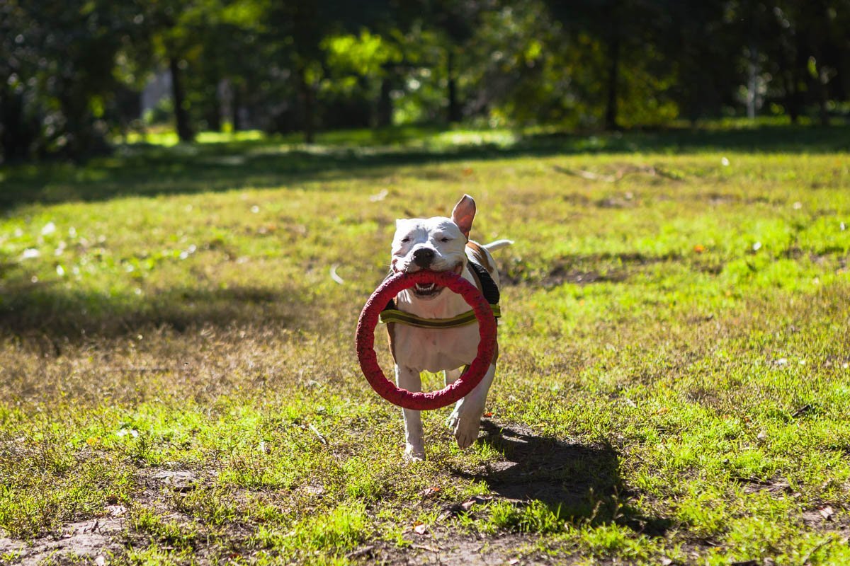 Джену не пугает осень, ведь она гуляет в парке с любимой хозяйкой Джену не пугает осень, ведь она гуляет в парке с любимой хозяйкой