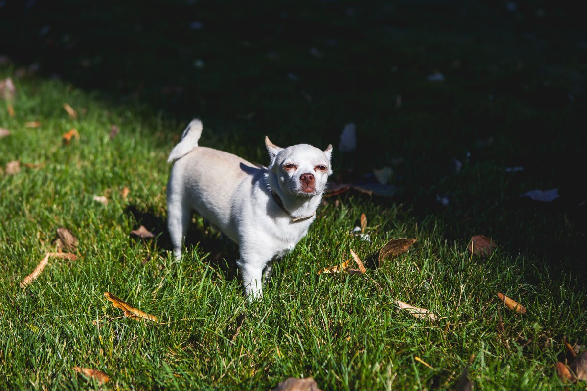 Когда ты хотел спать и бегать за хвостом, а тебя вывели в парк Когда ты хотел спать и бегать за хвостом, а тебя вывели в парк