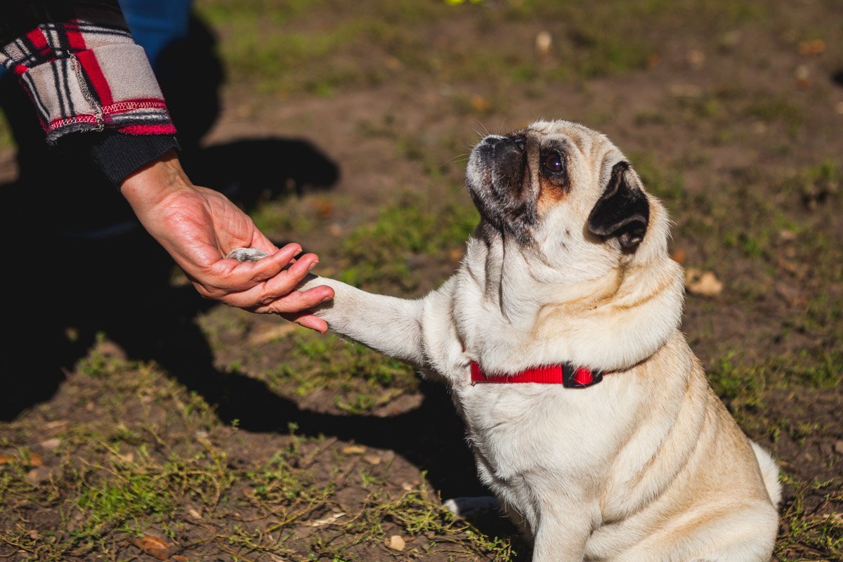 Ляля довольна, ведь рядом любящая хозяйка Ляля довольна, ведь рядом любящая хозяйка
