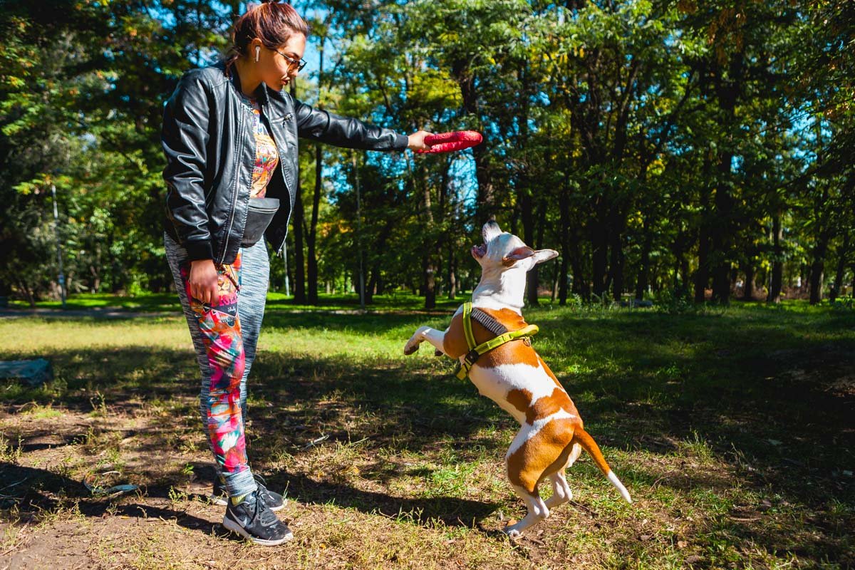 Собаки - лучшие друзья Собаки - лучшие друзья