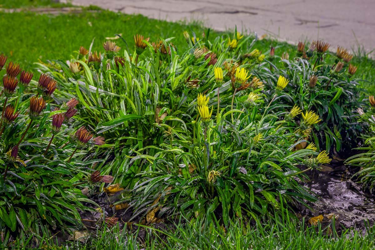 На территории парка множество клумб с цветами 