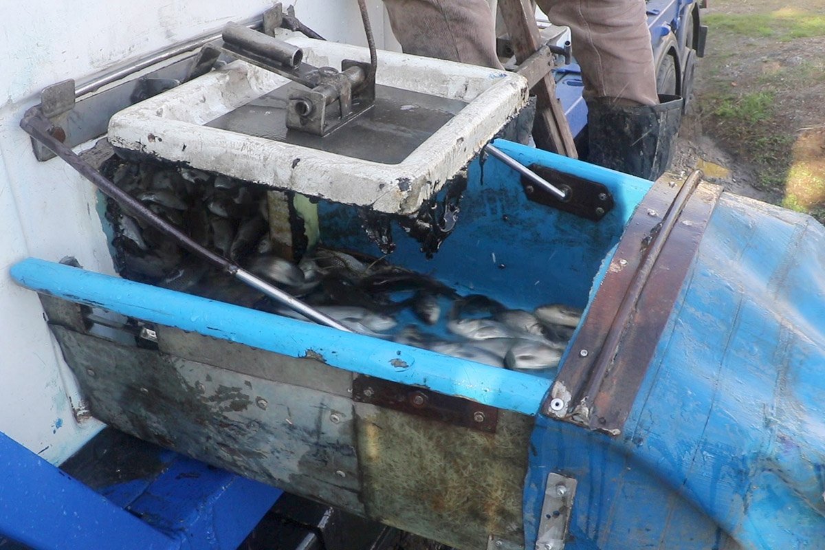 Сегодня в воду выпустили 400 тысяч мальков Сегодня в воду выпустили 400 тысяч мальков