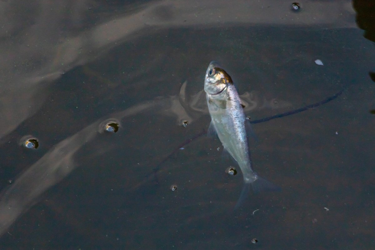 Впереди у мальков - несколько дней на адаптацию Впереди у мальков - несколько дней на адаптацию