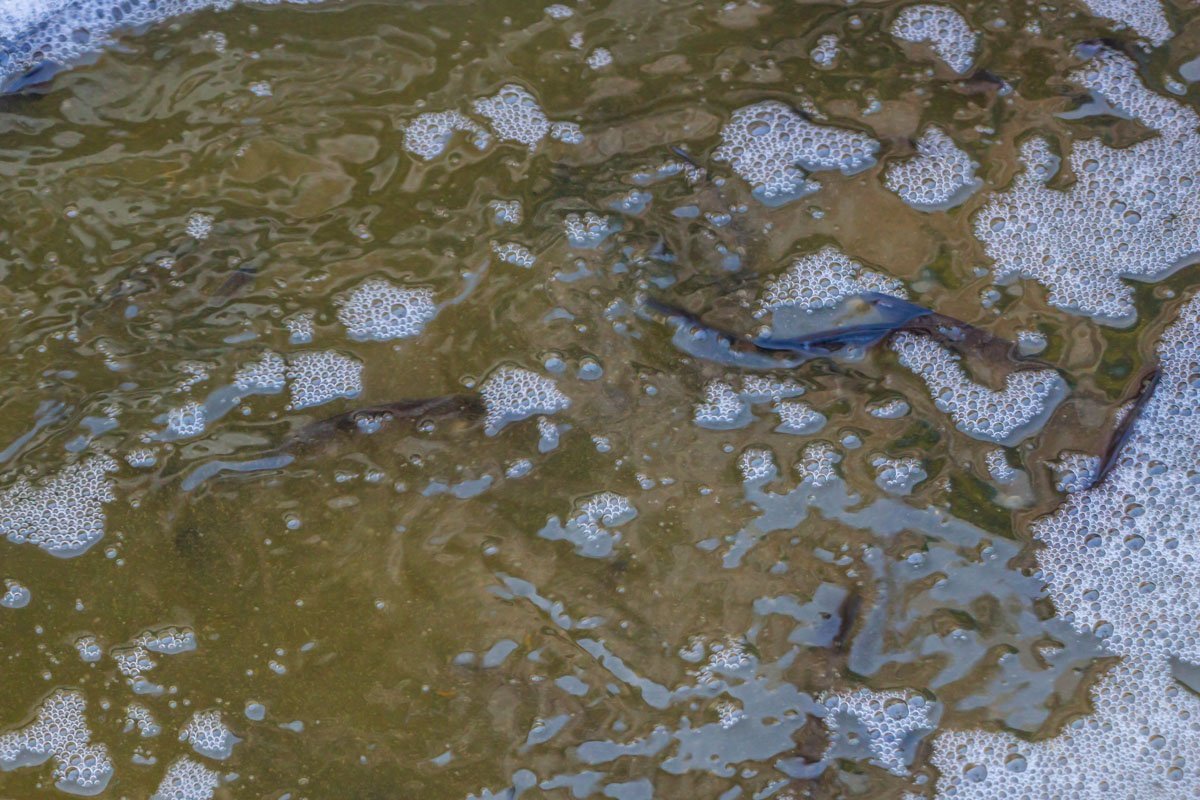Через несколько дней их отпустят в свободное плавание  Через несколько дней их отпустят в свободное плавание