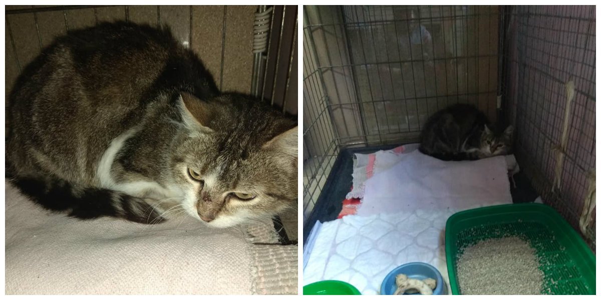 Малышка с тяжелой судьбой Малышка с тяжелой судьбой