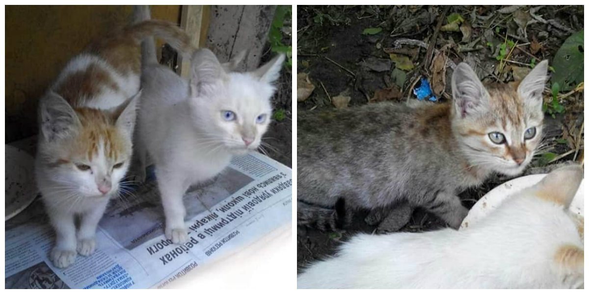 Тройнята Тройнята