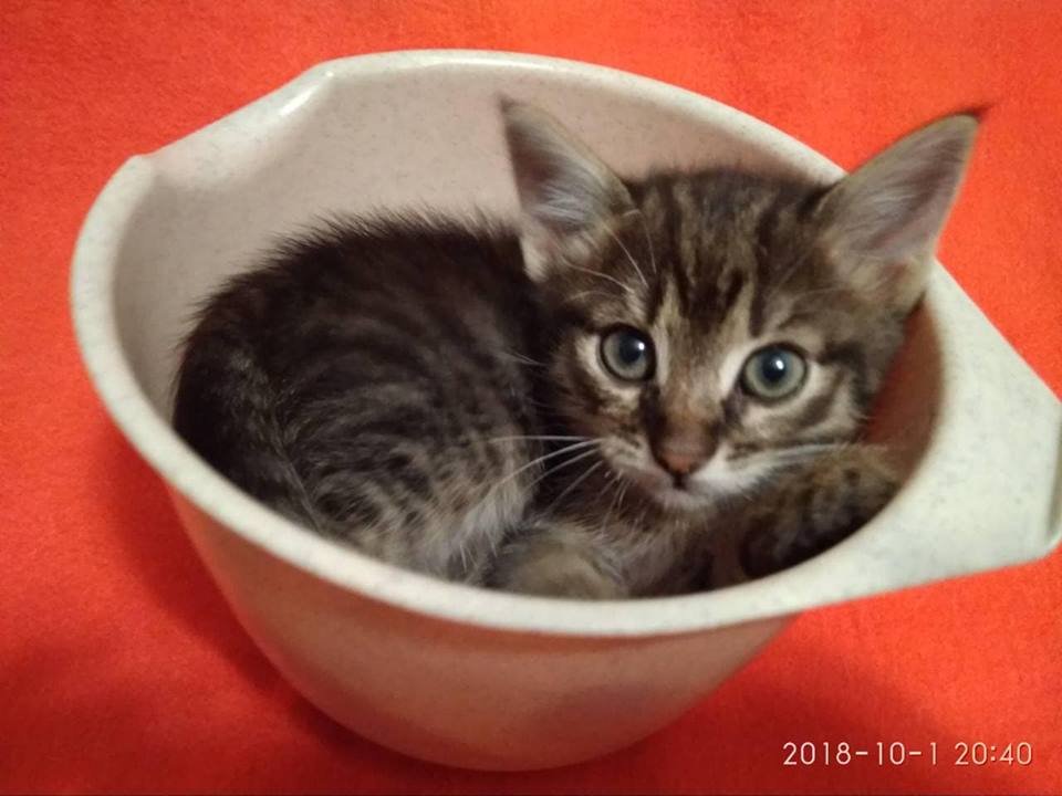 Полосатыш Полосатыш