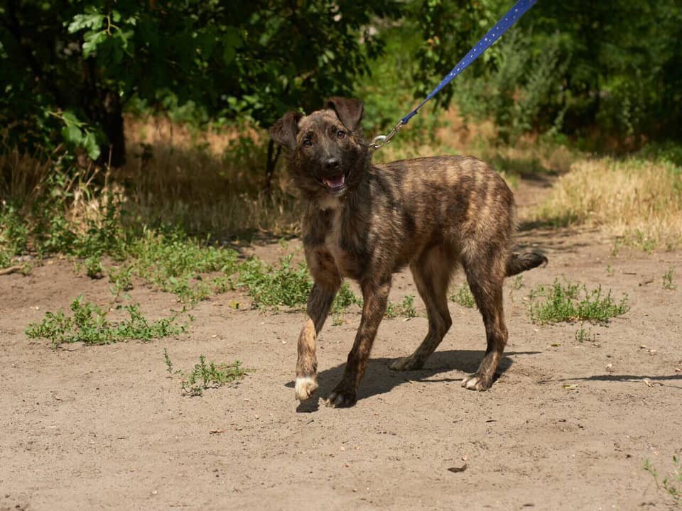 Собакен, который уже не надеется Собакен, который уже не надеется