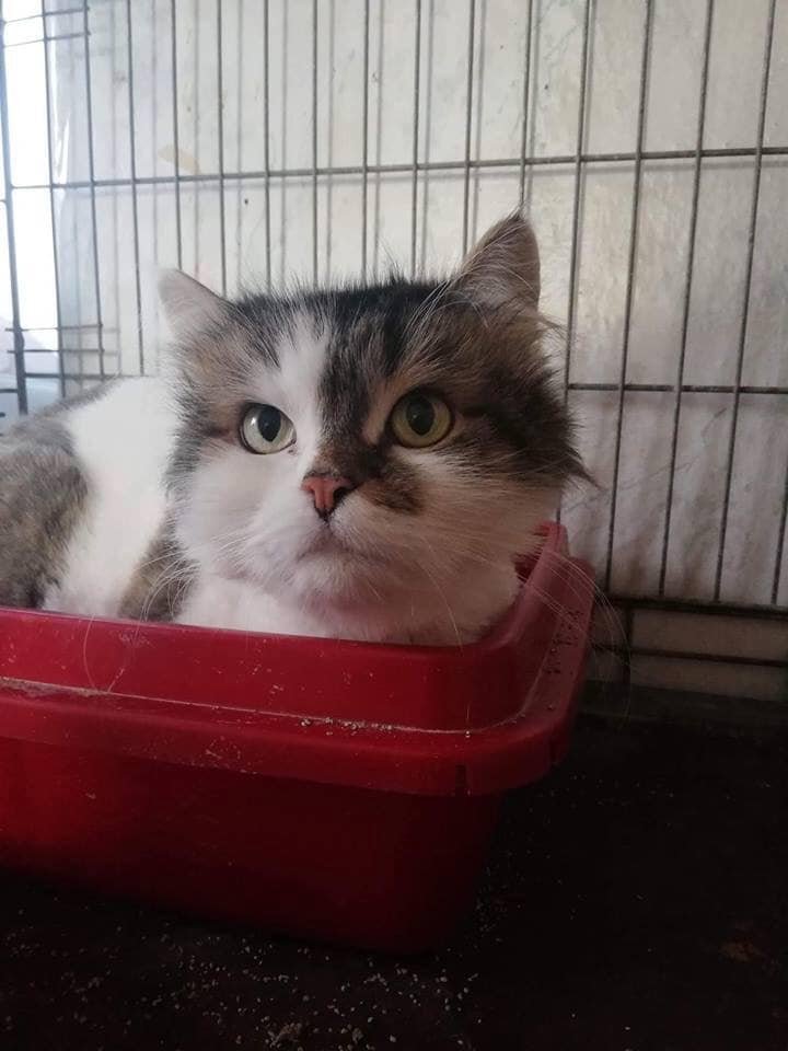 ПУШИСТЫЙ АЛЕКС ПУШИСТЫЙ АЛЕКС