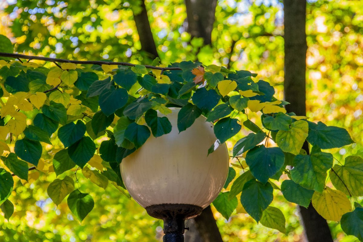 Даже фонарику хочется венок из желтых листьев Даже фонарику хочется венок из желтых листьев