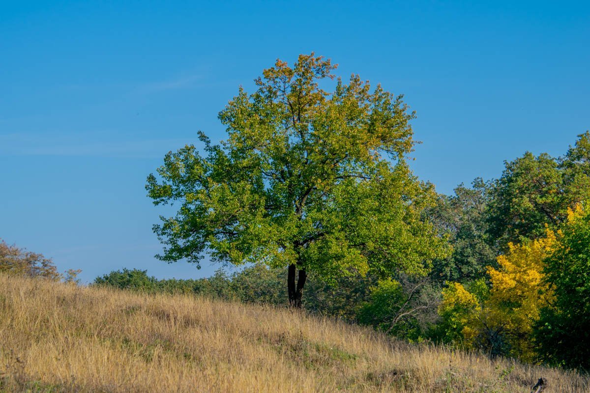 Природа не готова засыпать Природа не готова засыпать