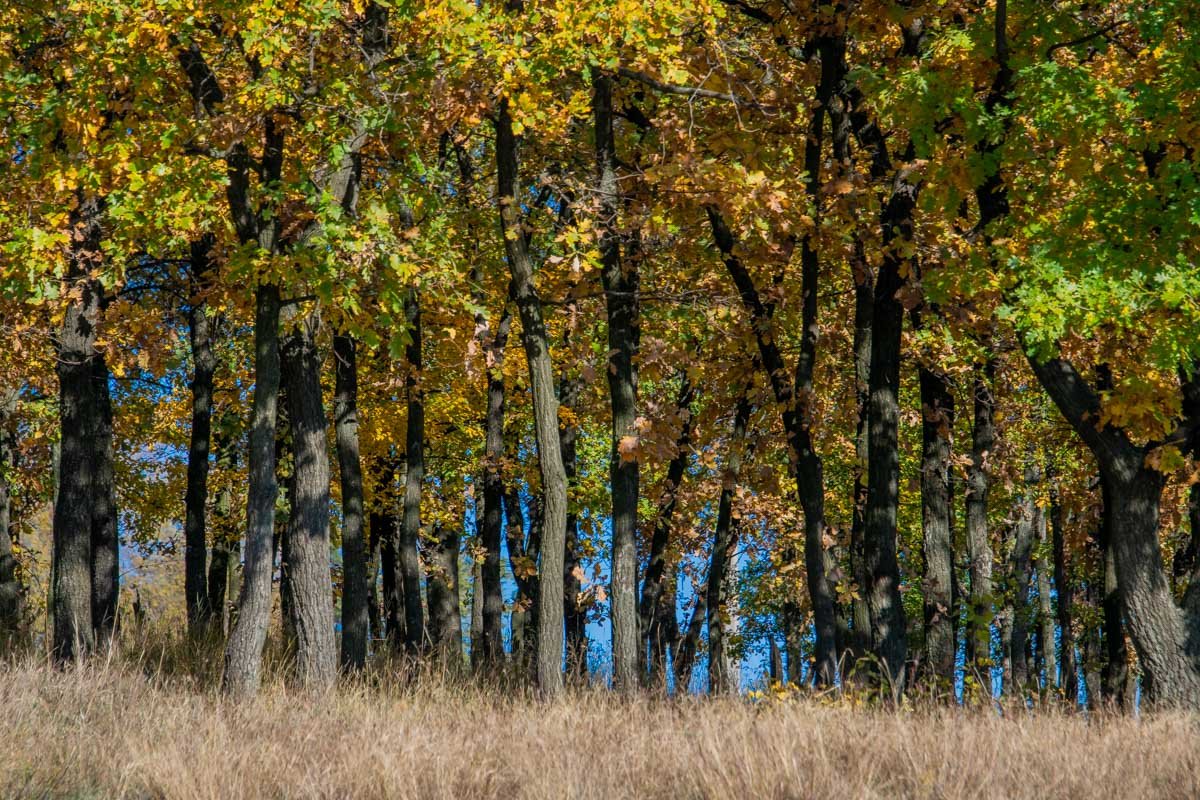 Прячьтесь среди цветных крон Прячьтесь среди цветных крон