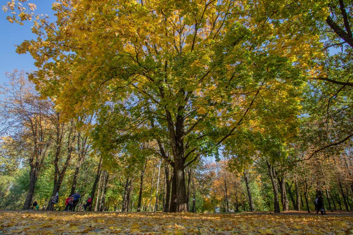 Листья тянутся к небу Листья тянутся к небу