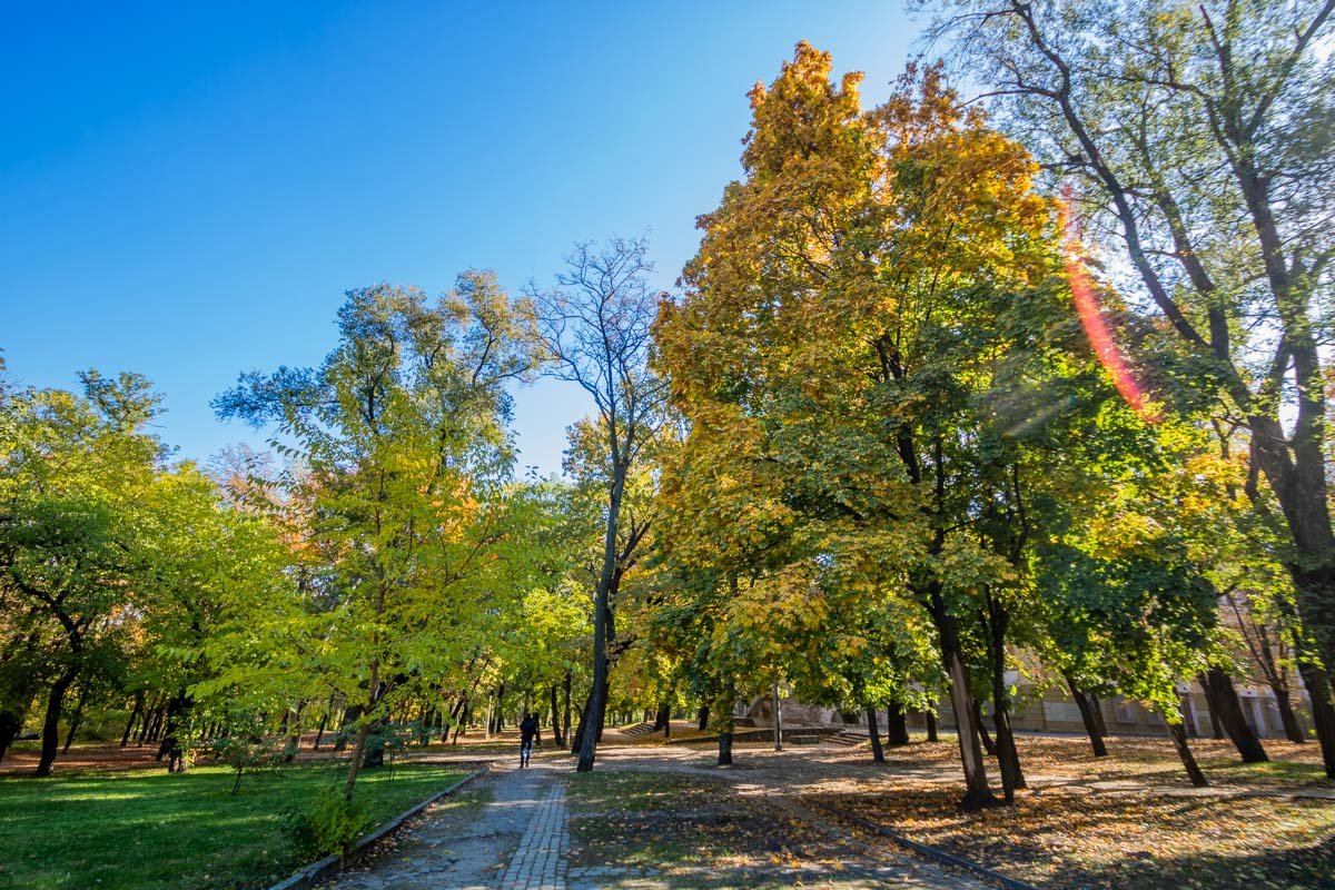Солнце пробивается сквозь пышные ряды деревьев Солнце пробивается сквозь пышные ряды деревьев