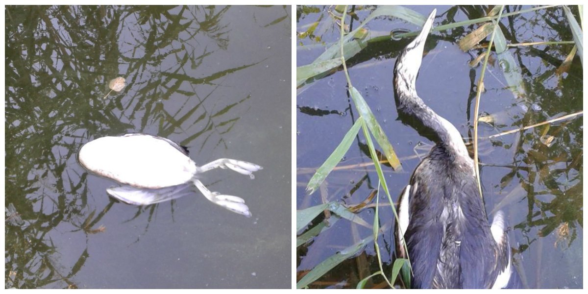 В Днепре на Байкальской неизвестные убивают птиц В Днепре на Байкальской неизвестные убивают птиц