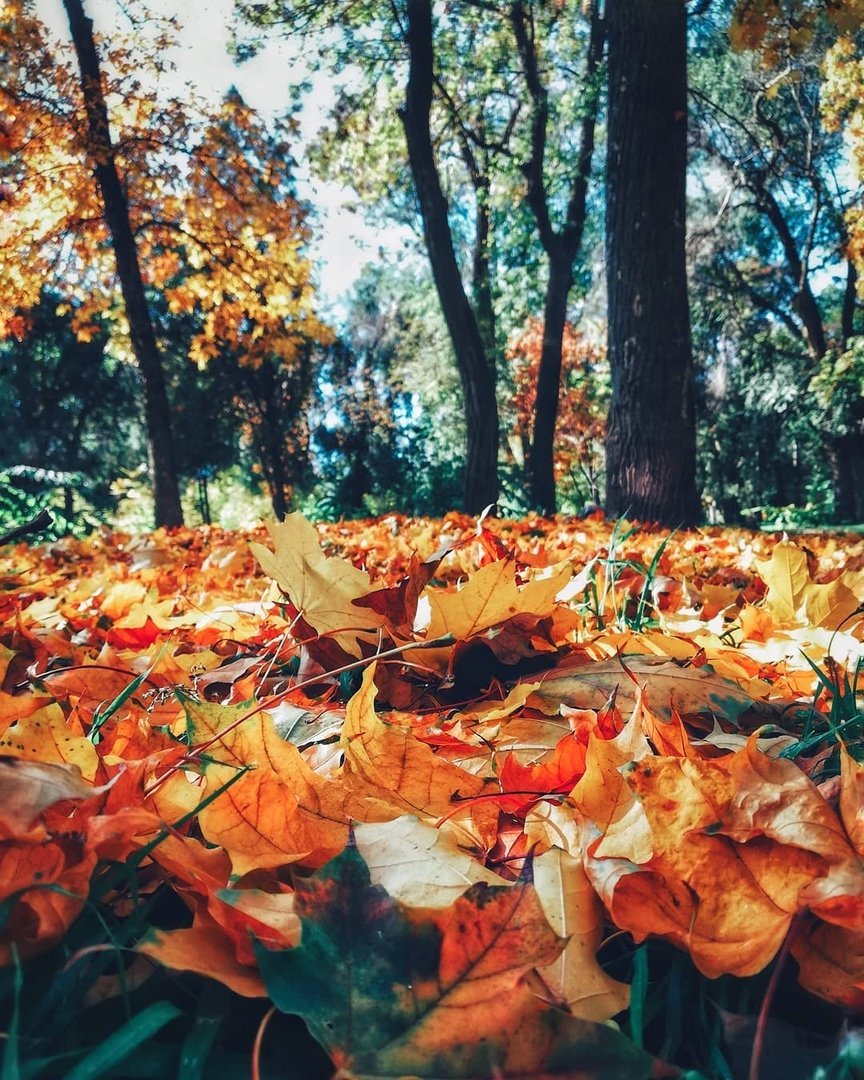 Так и хочется пробежаться по этой листве. Фото: bardinvladi_mir