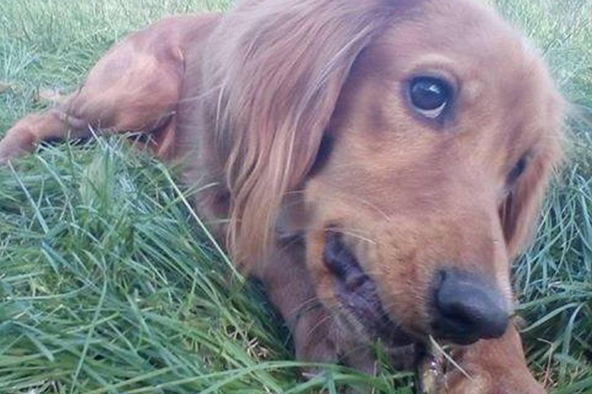 В эту милую мордочку невозможно не влюбится В эту милую мордочку невозможно не влюбится