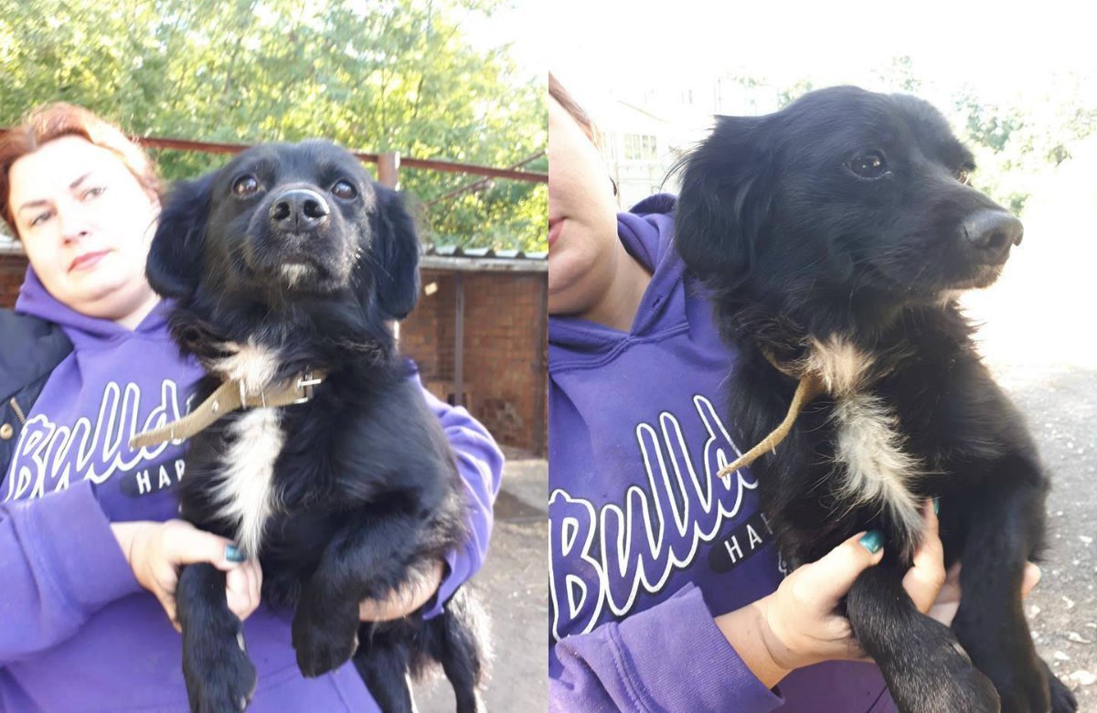 Ты только задумался, а он уже стал частью твоей семьи Ты только задумался, а он уже стал частью твоей семьи