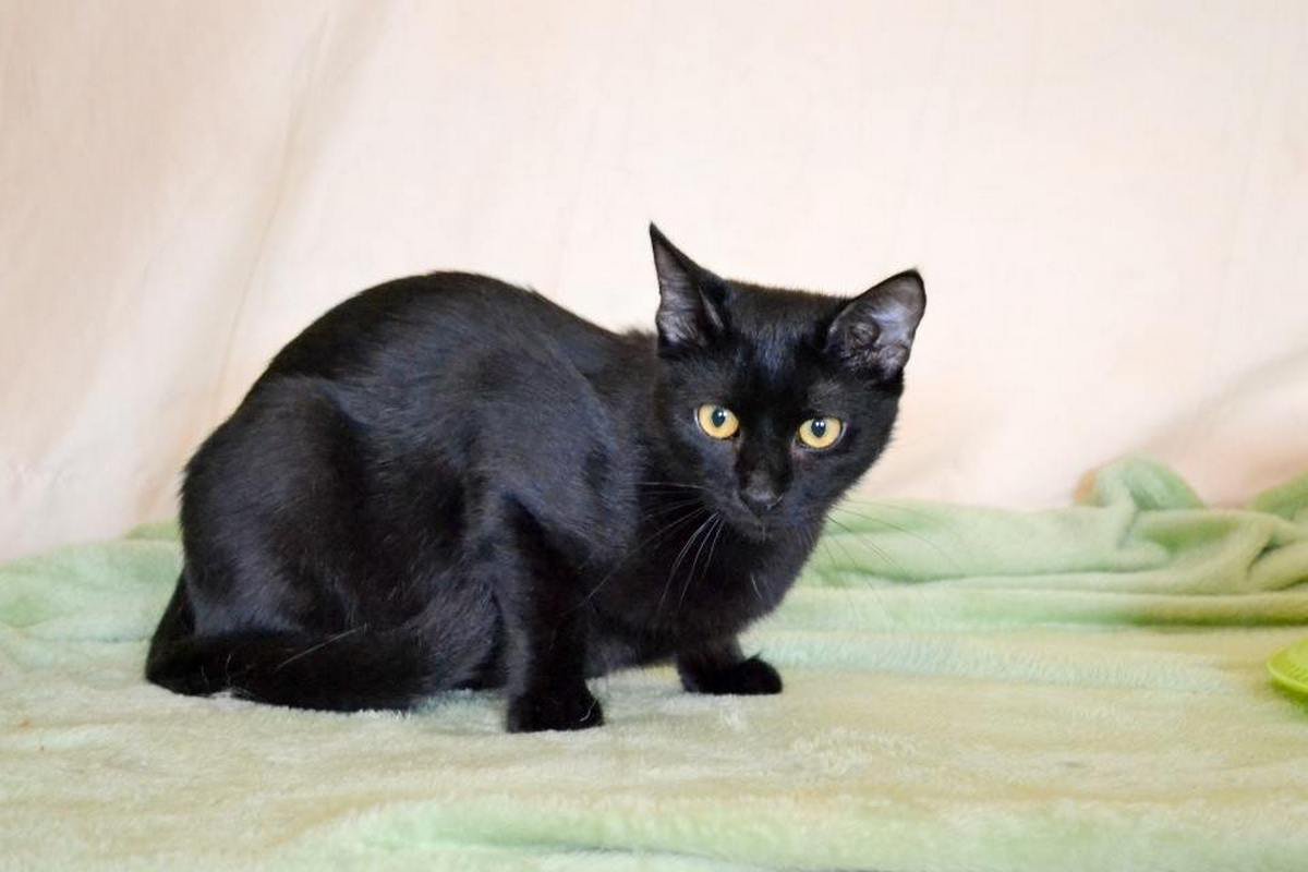 Грациозная Тея принесет гармонию в вашу жизнь Грациозная Тея принесет гармонию в вашу жизнь