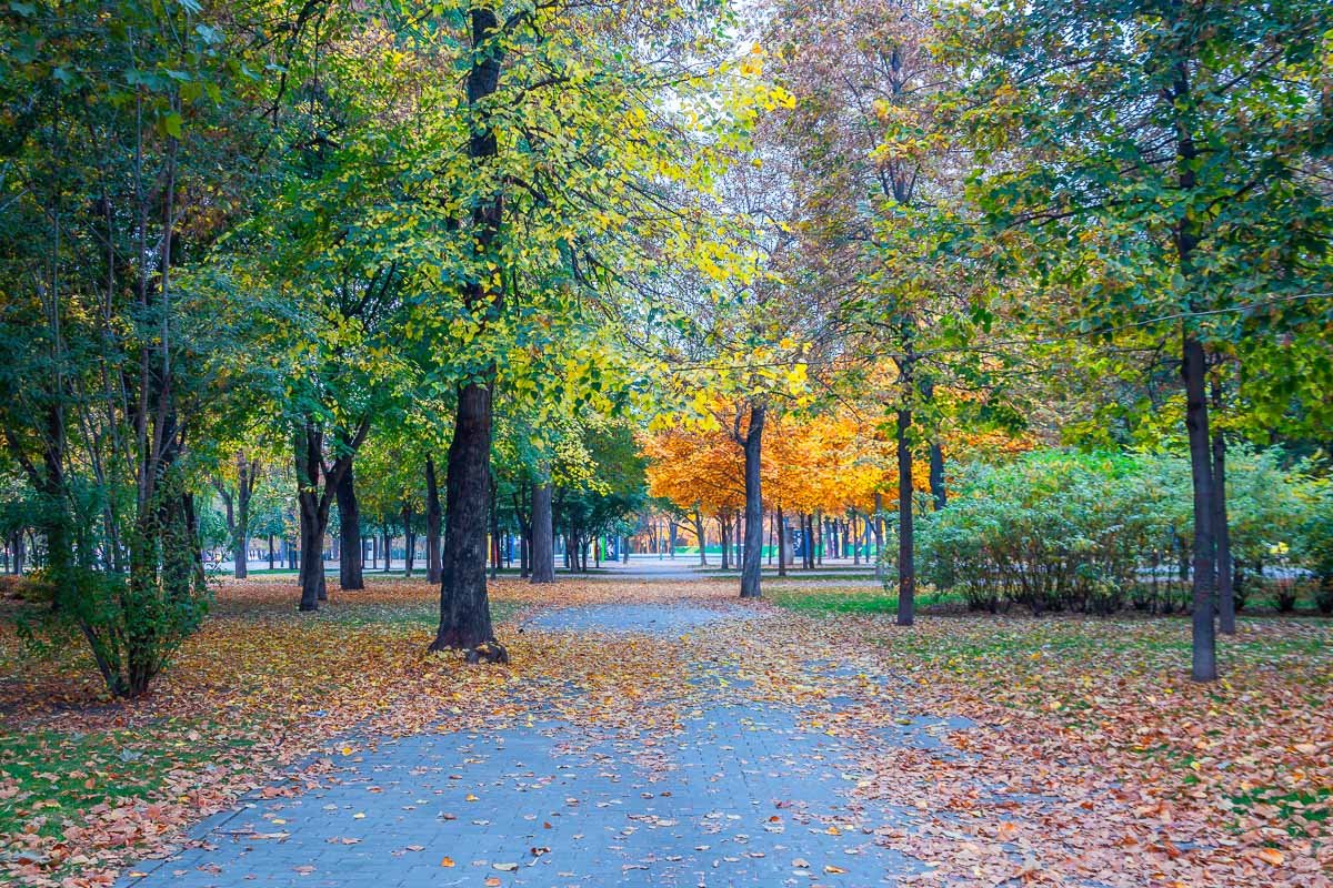 Еще не добралась метла дворника Еще не добралась метла дворника