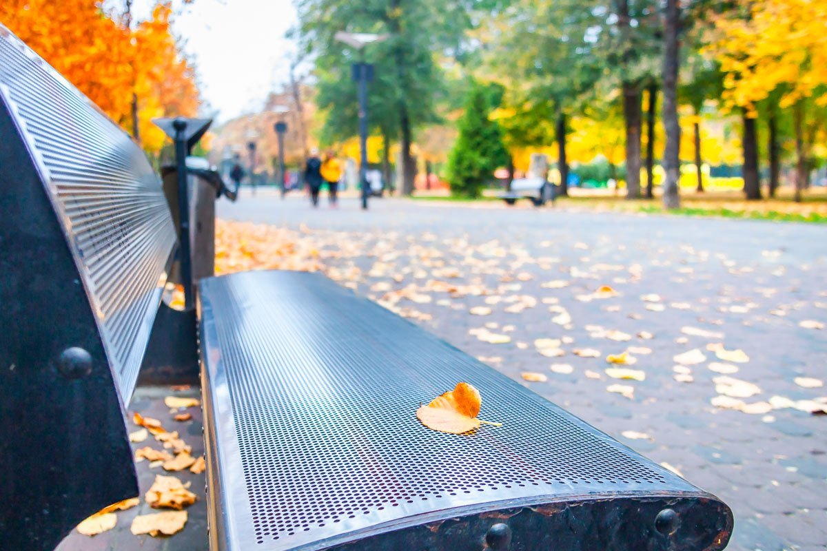 Даже листья позируют Даже листья позируют