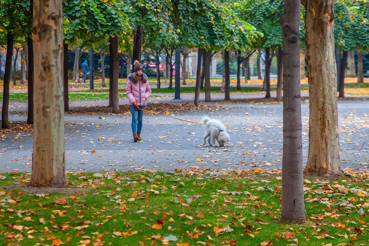 Надо было купить кота... Надо было купить кота...