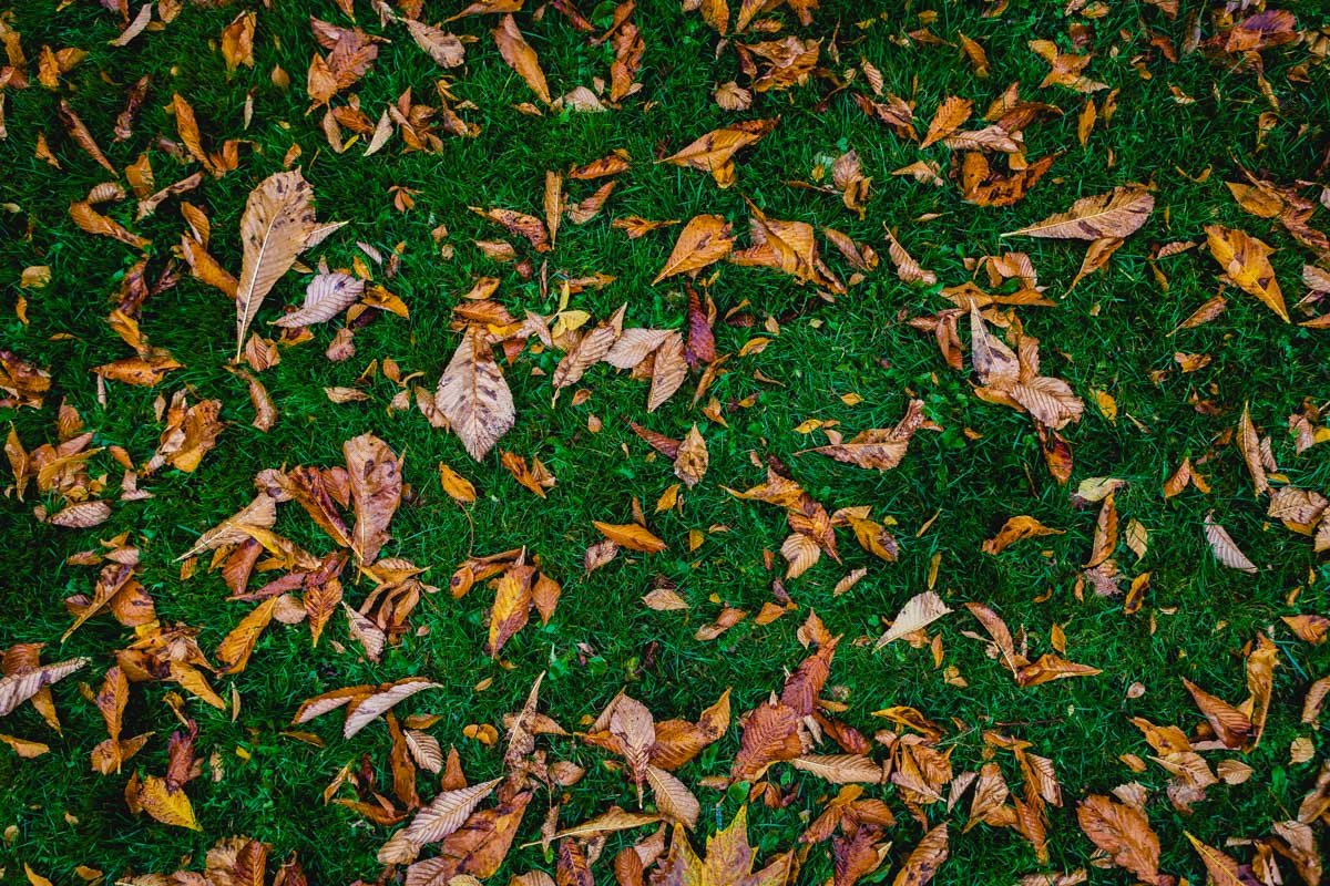 Осенние контрасты радуют глаз Осенние контрасты радуют глаз