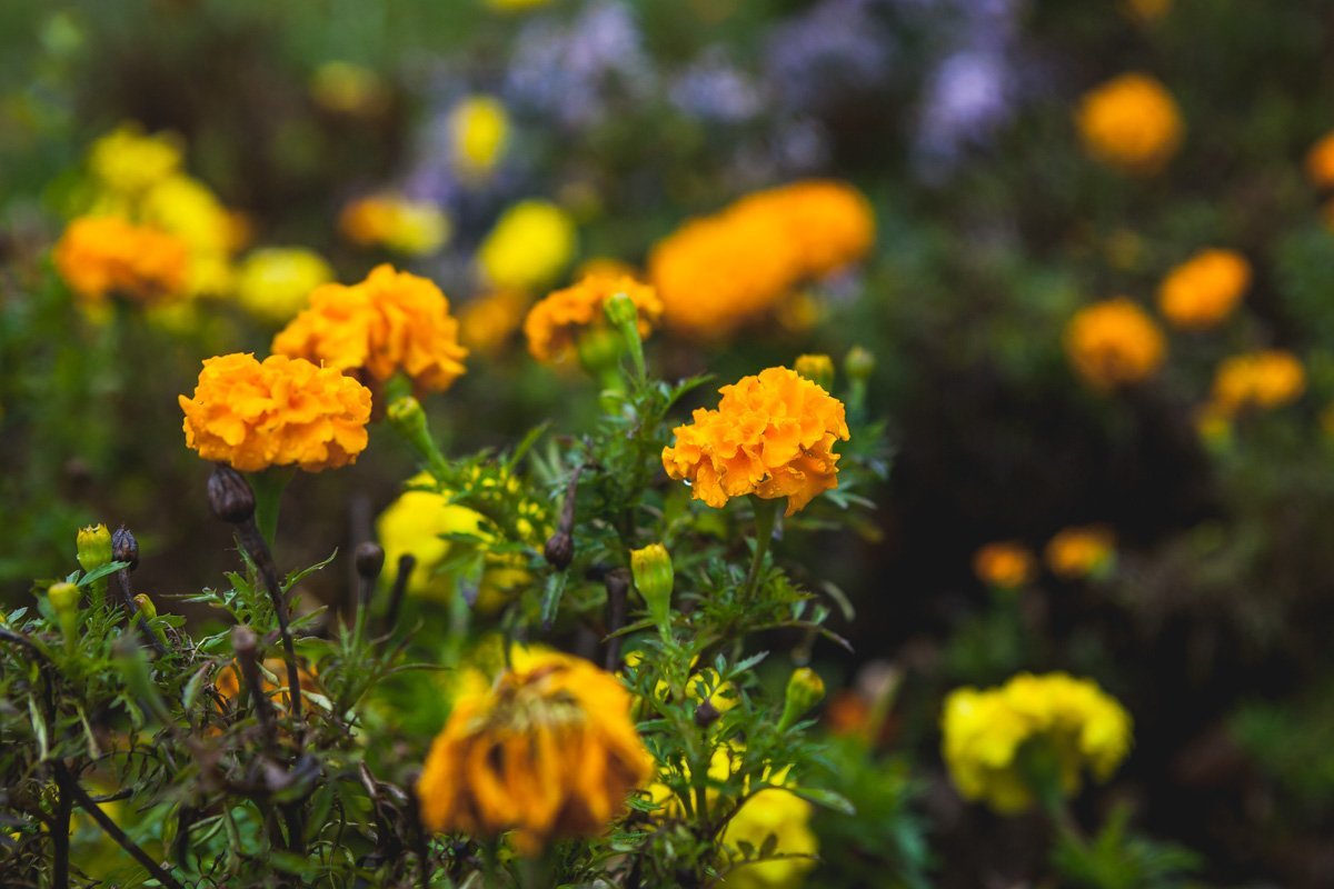 Осенние цветы не могут не радовать Осенние цветы не могут не радовать