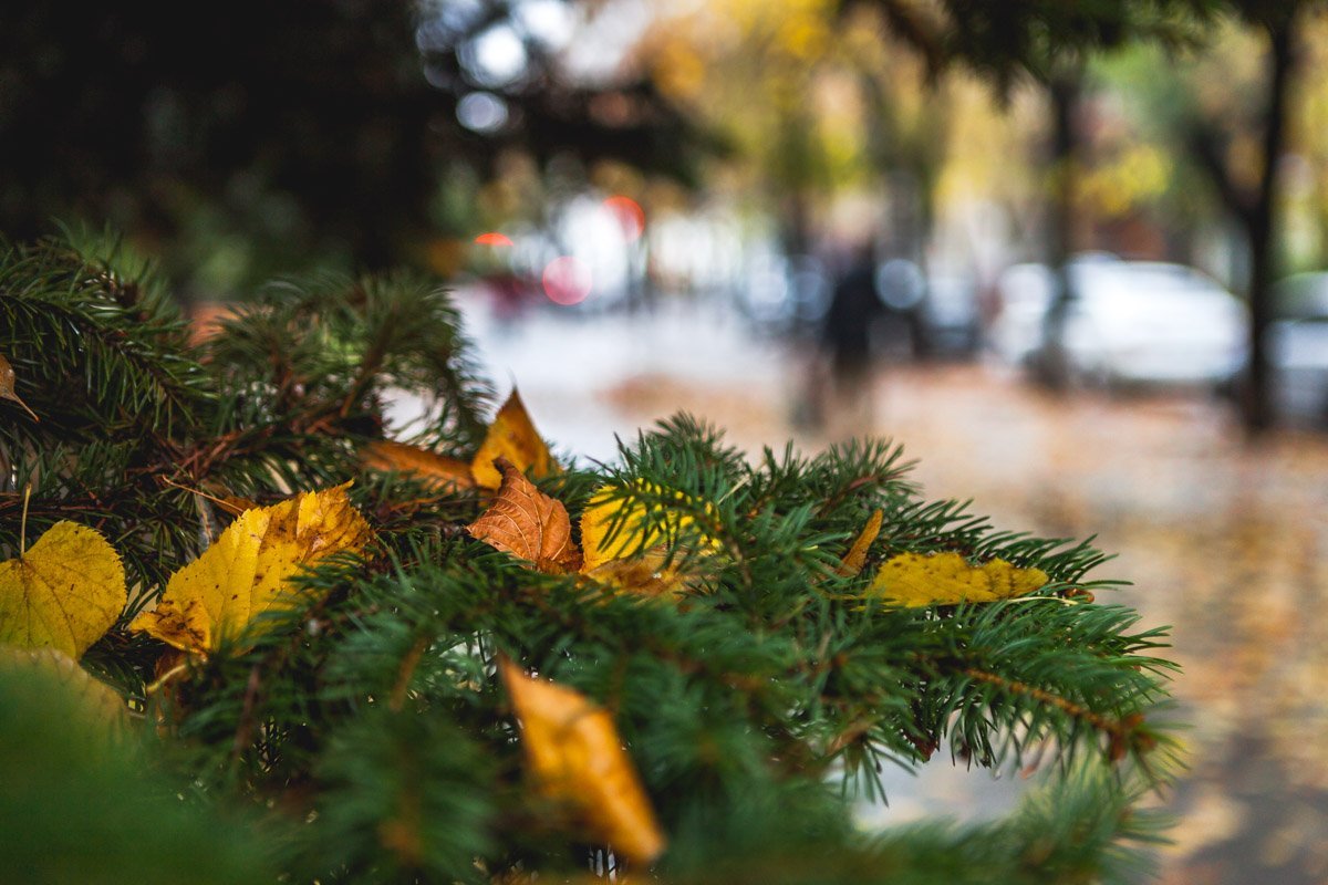 Пускай дождь и сырость не портят вам настроение Пускай дождь и сырость не портят вам настроение