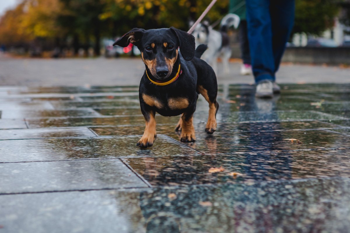Эту собачку явно не расстраивает дождь Эту собачку явно не расстраивает дождь