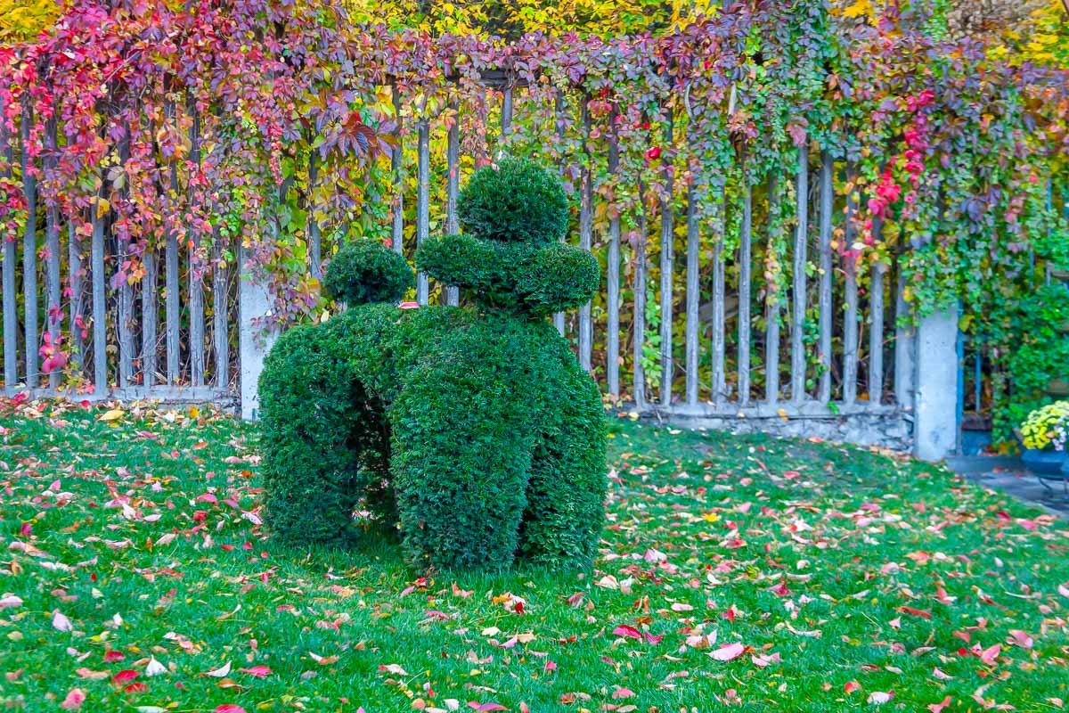 Очень странная собака