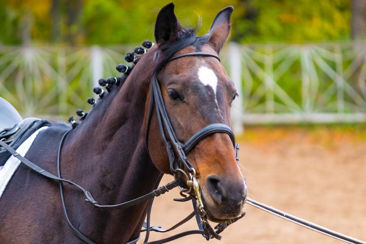 Такие турниры дают им возможность проявить мастерство и сноровку